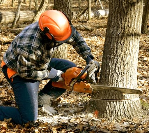 Tree Removal in Mathis, TX